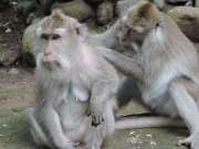 04-Bali-Ubud-Monkey Forest-Monos- (5)-min