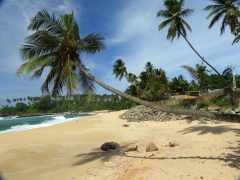 21-Sri-Lanka-Playa-Sur- (3)-Tangalla